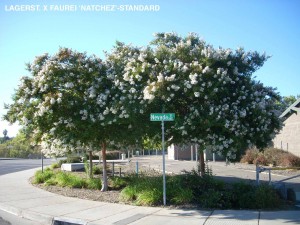 Lagerstroemia indica x fauriei 'Natchez' - standard 1